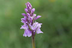 Knabenkraut (Orchidee)